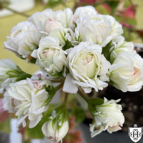 Pelargonium 'U-Sarskaja Nevesta' - Pelargoon 'U-Sarskaja Nevesta' P9/0,55L